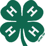 4h-clover-500x509-trans